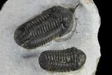 Morocconites & Austerops Trilobites - Ofaten, Morocco #119634-3